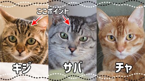 タビー色：魅力的で多様な猫の被毛パターン