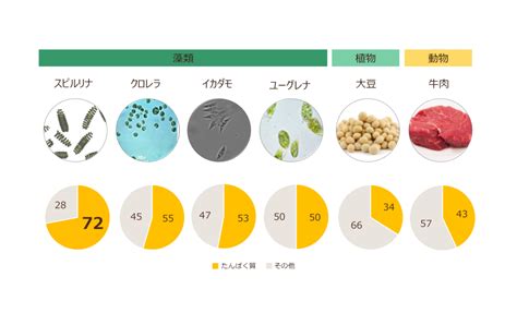 タンパク質の優れた供給源：