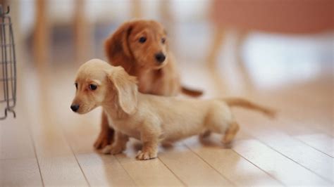 ダックスフント: 愛らしいソーセージ犬の世界