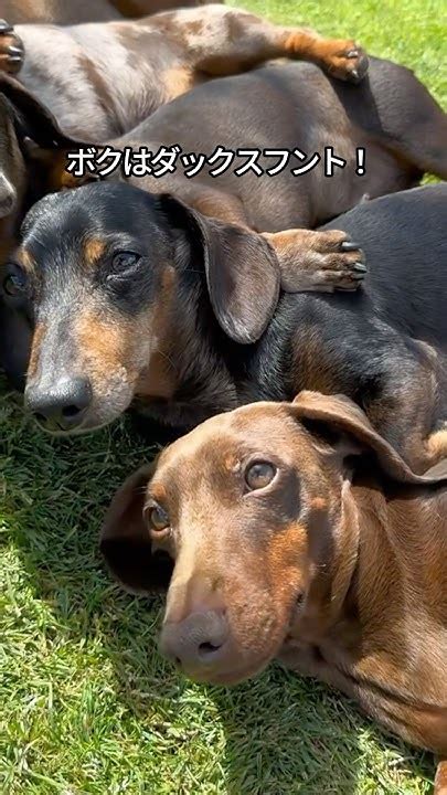 ダックスフント: 魅力的で愛らしいソーセージ犬