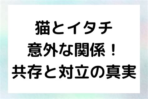 ダックスフントと猫: 友情と対立の複雑な関係