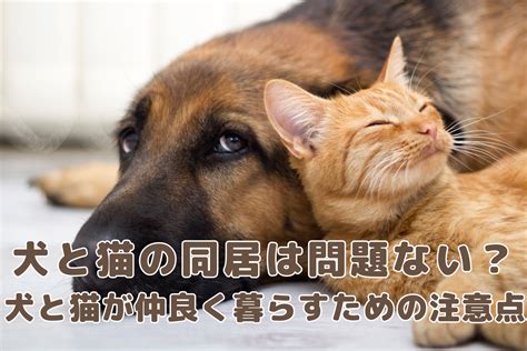 ダックスフントと猫の同居術 〜仲良く暮らすためのヒントと注意点〜