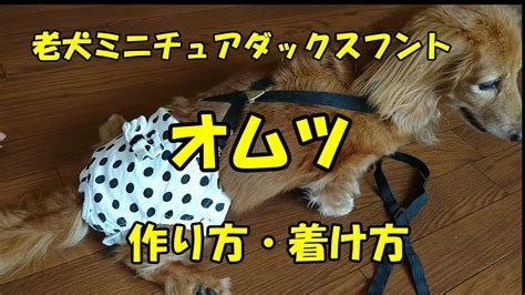 ダックスフントのおむつが脱げてしまうお悩み解決ガイド