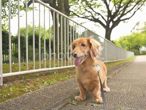 ダックスフントの散歩