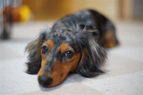 ダックスフントの目の病気：飼い主が知っておきたいこと