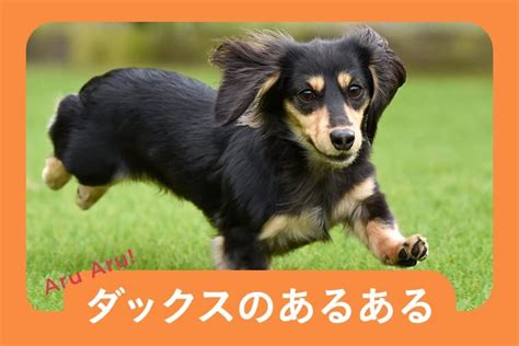 ダックスフントの飼い主必見！適切なシャンプー選びで愛犬の健康と美しさを守る