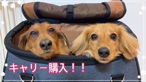 ダックスフントキャリーバッグ：愛犬との快適な外出をサポート