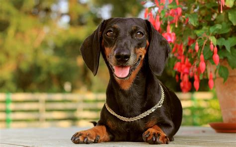 ダックスフント：万能な猟犬