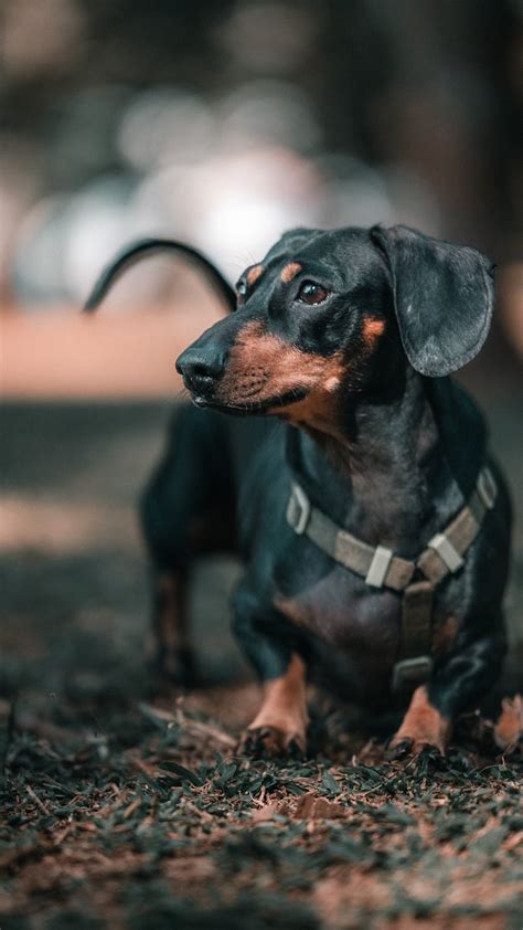 ダックスフント：伝統ある猟犬の魅力を解き明かす包括ガイド