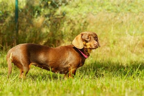 ダックスフント：優れた猟犬の魅力と特徴