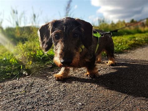 ダックスフント：愛らしいソーセージ犬のすべて