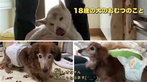 ダックス おむつ 脱げる：愛犬の快適性と衛生を確保するためのヒント