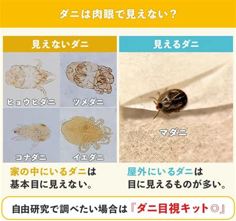 ダニがいるかどうかの確認方法と対策