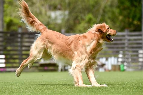 ダブルコートの犬種：お手入れと管理の完全ガイド