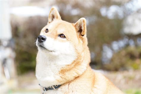 ダブルコートの犬種：その特徴と手入れ方法