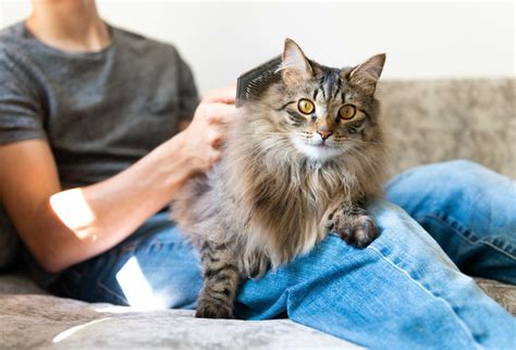 ダブルコートの猫ちゃんの魅力とケア方法