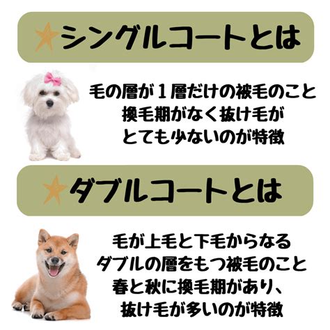 ダブルコート犬：手入れと健康管理の完全ガイド