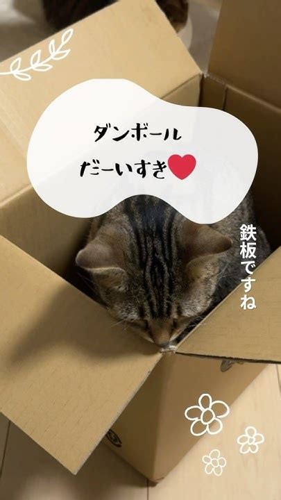 ダンボールと猫：特別な絆