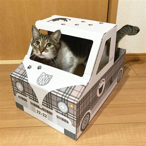 ダンボール 猫