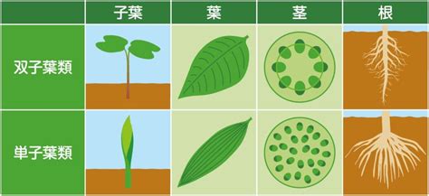 チャイの花：魅惑的で万能な植物とその活用方法