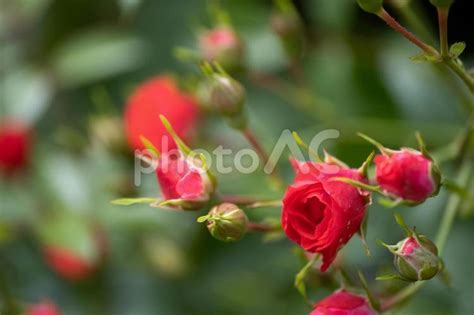 チャイの花 咲き誇る魅力と有益な効用