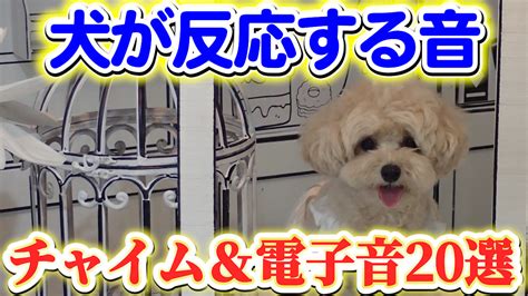 チャイムの音で反応する犬とその対策