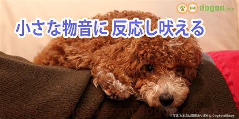 チャイムの音に敏感に反応する犬 対処法と予防策