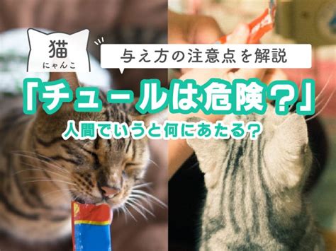 チュールが猫に好かれる理由と与え方の注意