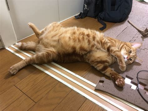 チュールで猫を虜に！