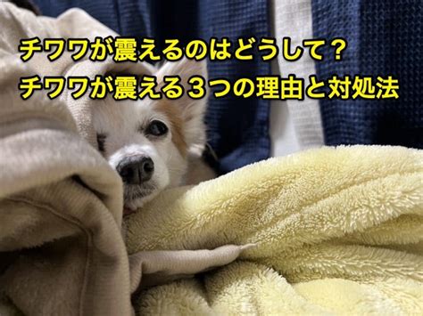 チワワが震える理由と対処法