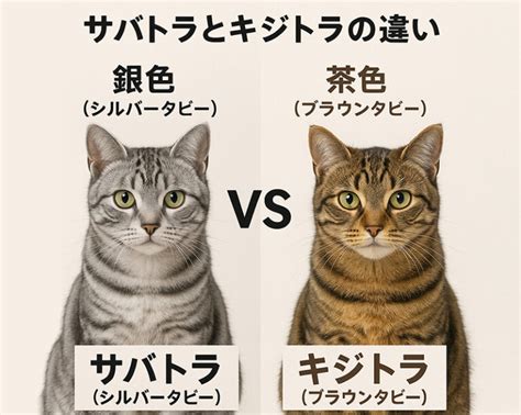 チワワとトラ猫の現状：人気のペットの比較