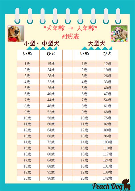 チワワと人間の年齢換算方法