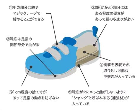 チワワのための靴選びのすべて