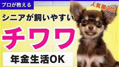 チワワの飼いやすさについて徹底解説