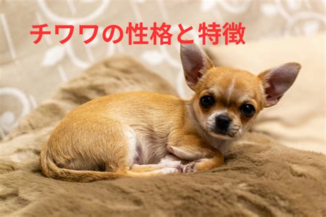 チワワの飼いやすさ徹底ガイド：初心者にもおすすめできる魅力