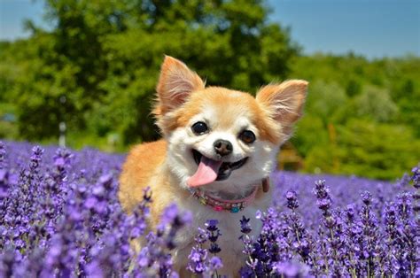 チワワの飼いやすさ：あなたのライフスタイルに合うのか？