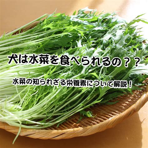 チワワも食用として食べられる？～知られざる事実と健康上の利点～