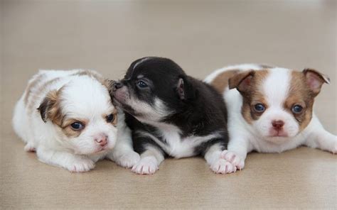 チワワを飼う前に知っておきたいこと