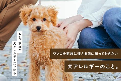 チワワ犬アレルギー：知っておきたいこと