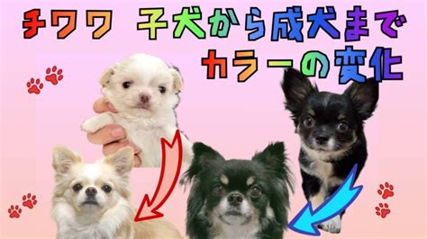 チワワ しつけの徹底ガイド: 子犬から成犬まで段階別アプローチ