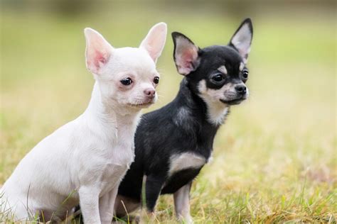 チワワ 寿命のスムースコートタイプ 愛犬とのお付き合いをより楽しく有意義に