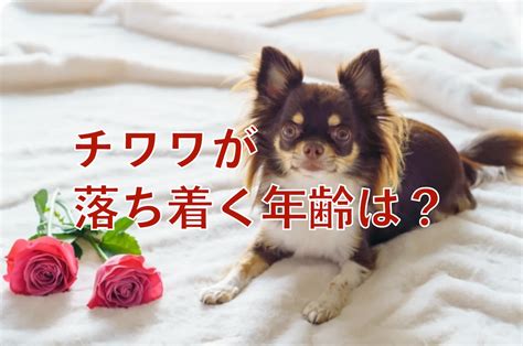 チワワ 落ち着か せる 方法