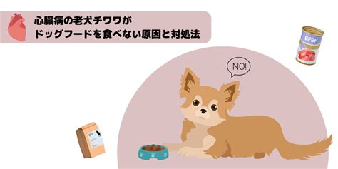 チワワ 食欲がない：原因と対処法