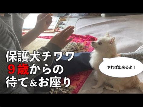 チワワ 9 歳：健康とケアに関する包括ガイド