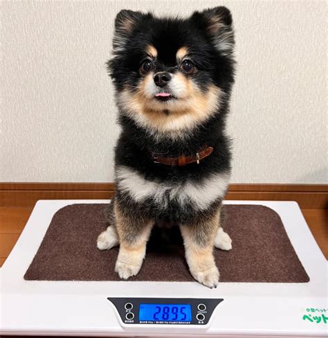 チーズを愛犬に与える際の知っておくべきこと～安全な与え方とおすすめレシピ～