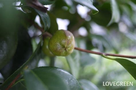 ツバキの実を食べよう！その栄養価と健康効果