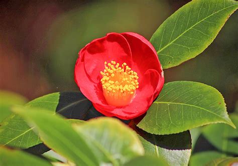 ツバキの花: 魅力と効能