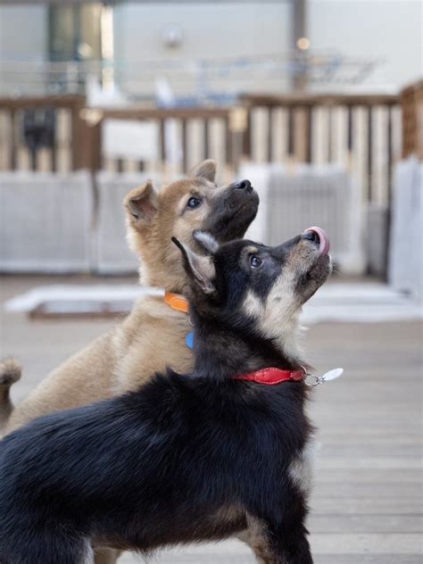 ティアハイムのすべて: 犬や猫のための避難所