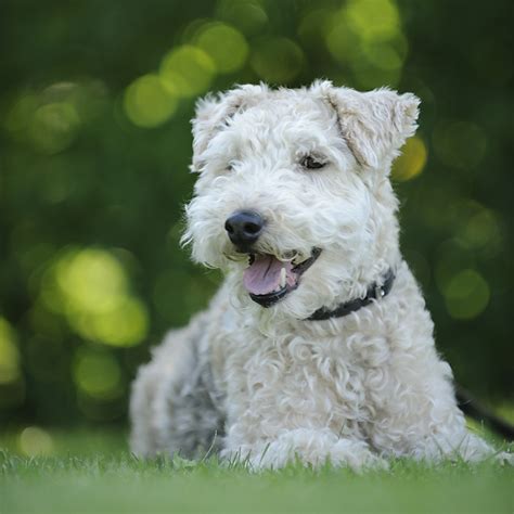 テリアという犬種：その意味、種類、特徴