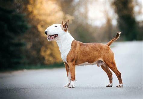 テリアとは：小柄ながら勇敢な犬種